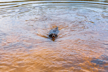 A photograph of a black Labrador Retriever swimming with a toy in her mouth.
