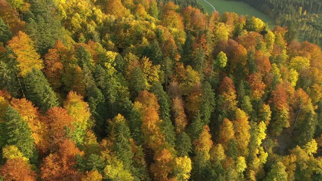 Goldener Herbstwald rundumflug