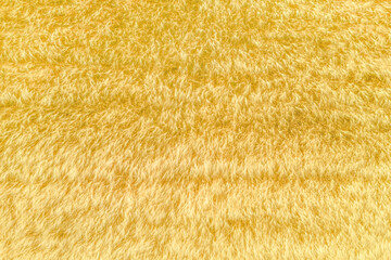 Fuzzy ears of wheat, hay field aerial shot directly above
