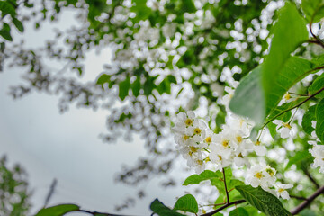 Blooming tree branches under the summer bright sun in nature.