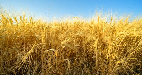 Ripe wheat spikes in a field with clear blue sky, selective focus