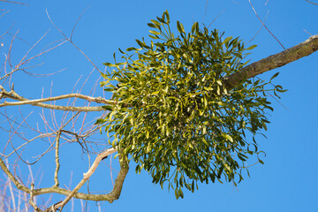 Mistletoe with balls on a tree in nature.