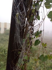 spider web in the morning.The nature more beautiful in the morning.