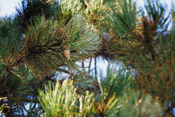 Pine cone on a tree.