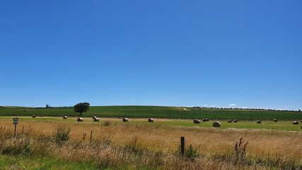 Fototapeta na wymiar Australian farmlands 