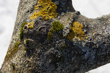 Moss growing on a tree trunk outdoors.