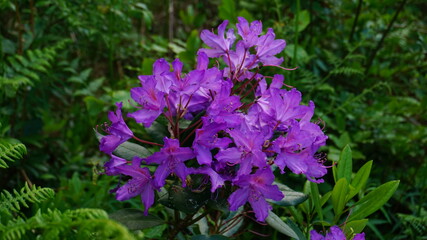 Common rhododendron flowers