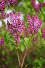 Lilac bush grow in spring sunny day.