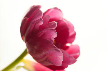 Pink Tulip with White Background