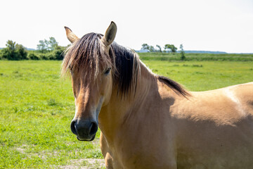Cheval Henson ou cheval de la baie de Somme dans la prairie, Le Marquenterre, Hauts-de-France