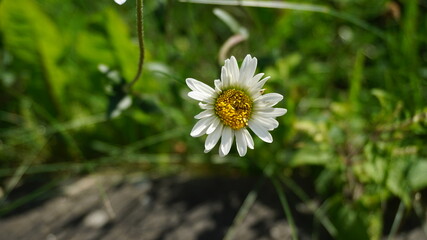 Ox-Eye Daisy flower 