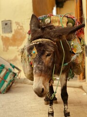Burro