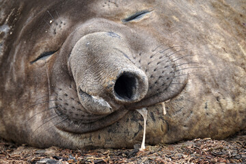 Elephant Seal dribbling whilst sleeping 