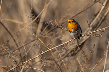 little robin bird sitting on the up branch of the plant with seeds in winter