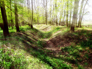 Fototapeta premium View of green deciduous trees on the edge of a forest with the sun casting rays of light through the leaves