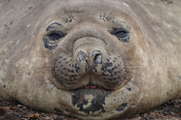 Seal