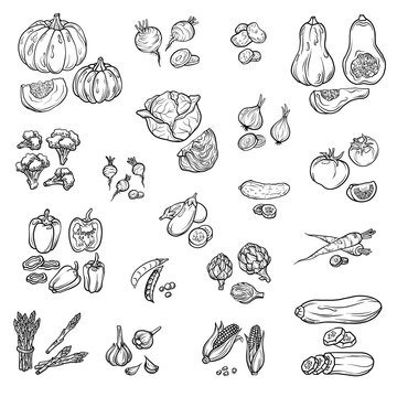 Set of vegetables isolated on white background. Vector food icons. Farm products, broccoli, eggplant, potato, garlic, onion, pumpkin zucchini, tomato, cucumber, carrot, bell pepper, corn, artichoke