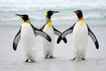 King penguins walking on beach