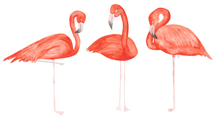 Set of 3 watercolor flamingos isolated on a white background. Hand-drawn pink tropical birds clipart. Cute illustration of exotic animals for your design. Colorful flamingo concept. Beautiful print.