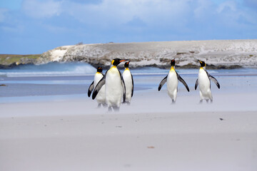 King penguins on beach
