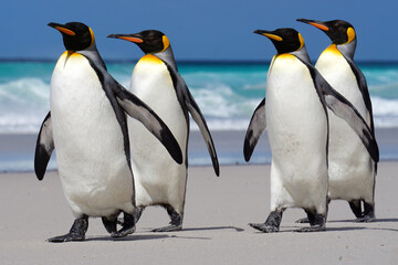 King penguins walking on beach