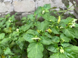 green pepper in the garden