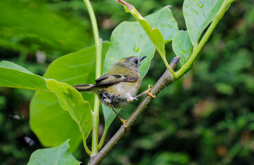 Goldcrest bird 
