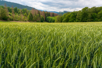 Obraz premium Hochsauerlandkreis Nature with Wheats, Tall Grass and Trees