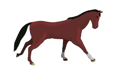 red horse galloping alone on a white background