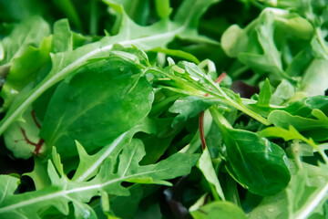 green lettuce leaves close-up background