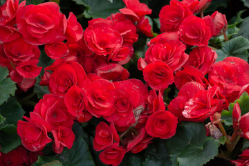 Close up of red flowering Begonia flowers. Begonias are one of our most popular plants, Typically used as houseplants and in shaded summer beds.