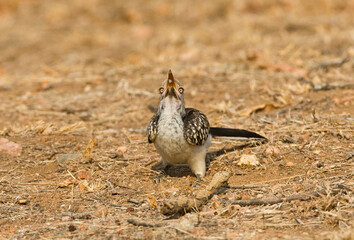 Zuidelijke Roodsnaveltok, Southern Red-billed Hornbill, Tockus rufirostris, Roodsnaveltok
