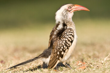 Zuidelijke Roodsnaveltok, Southern Red-billed Hornbill, Tockus rufirostris, Roodsnaveltok