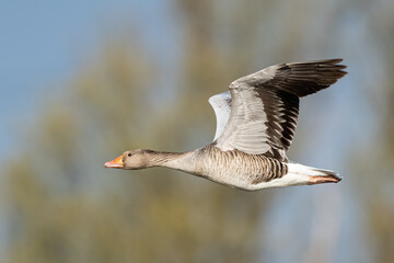Graylag goose (Anser anser) in flight with blurred trees in the background