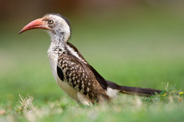 Zuidelijke Roodsnaveltok, Southern Red-billed Hornbill, Tockus rufirostris, Roodsnaveltok