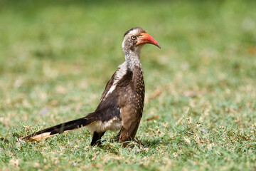 Zuidelijke Roodsnaveltok, Southern Red-billed Hornbill, Tockus rufirostris, Roodsnaveltok