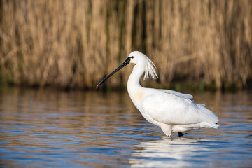 Common spoonbill (Platalea leucorodia) standing in a lake. The background consists of out of focus reed. - obrazy, fototapety, plakaty