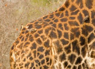 Roodsnavel-ossepikker, Red-billed Oxpecker, Buphagus erythrorhynchus