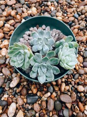 Top view mini succulent plant echeveria with bare roots and pumice stone in green plastic pot on river gravel background.