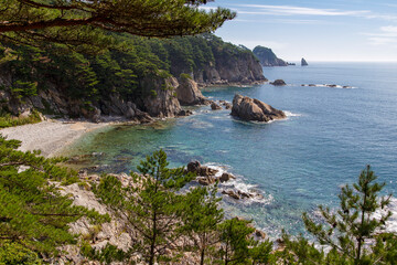 Pine tree on the sea shore Telyakovsky Bay, Primorsky krai, Russia