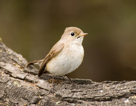 Red-breasted Flycatcher, Kleine Vliegenvanger, Ficedula parva