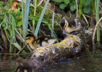 Mallard, Wilde Eend, Anas platyrhynchos