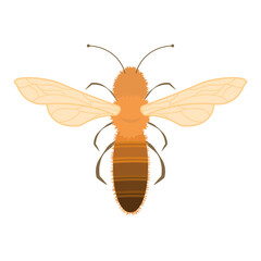 Bee. Vector illustration.