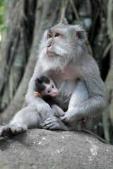 Monkey mum and baby