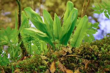 Obraz premium fern in nature, mountains, forest, nature of the carpathians, background, forest plants, rare fern