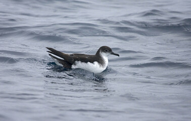 Manx Shearwater, Noordse Pijlstormvogel, Puffinus puffinus