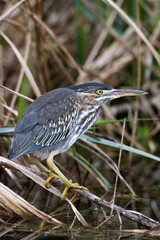 Green Heron, Groene Reiger, Butorides virescens