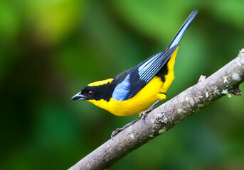 Blue-winged Mountain-Tanager, Blauwvleugel-bergtangare, Anisogna somptuosus