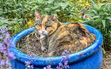Beautiful tri-color stray tabby cat with clipped left ear finds a choice spot in a blue ceramic planter pot.