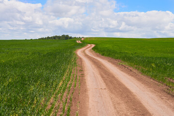 Picturesque rural landscape. The field road winds through a green wheat field and goes beyond the horizon. Copy space.
